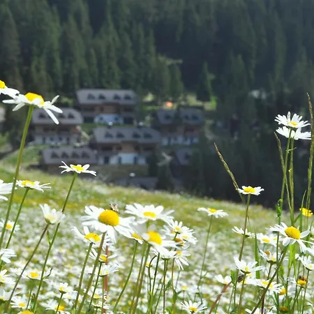 Mountain Bloom Golte *