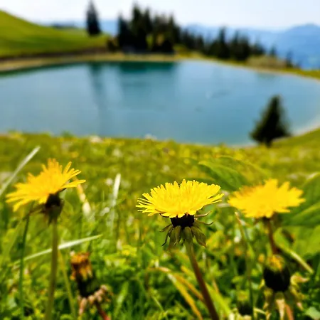 Mountain Bloom Golte * Mozirje