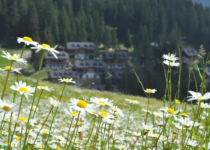 Mountain Bloom Golte *